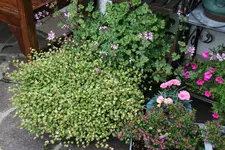 Terasse       4622.webp