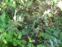 IMG_2601.webp