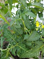IMG_20230606_192508.jpg