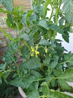 IMG_20230606_192457.jpg