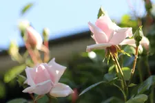 image001.webp