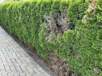 IMG_1589.JPEG