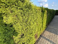 IMG_1590.JPEG IMG_1590.JPEG