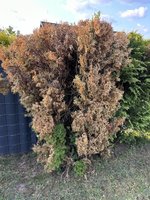 IMG_1591.JPEG