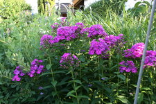 Phlox     0721.JPG