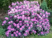 rhodo.webp