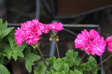 Pelargonie      0723.JPG