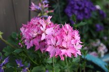 Pelargonie      0823.JPG