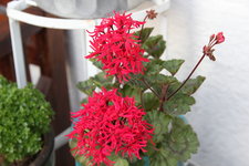 Pelargonie      0923.JPG