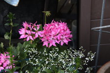 Pelargonie      1023.JPG