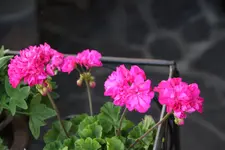 Pelargonie      1123.webp