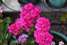 Pelargonie      1223.JPG