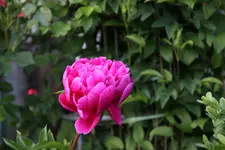 Pfingstrosen   0223.webp