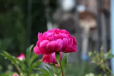 Pfingstrosen   0323.webp