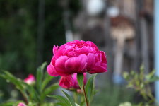 Pfingstrosen   0323.JPG