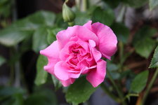 Rose Hl.Elisabeth   0423.JPG
