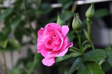 Rose Hl.Elisabeth   0523.JPG