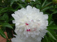 DSC02962.JPG