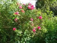DSC02968.webp