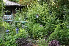 Juni     1123.webp