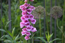 Digitalis  0623.JPG