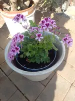 IMG_20230608_093531.webp