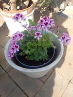 IMG_20230608_093531.jpg