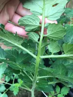 Tomate1.webp