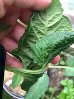 Tomate3.webp