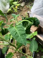 Tomate4.webp
