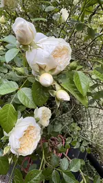IMG_6122.jpeg