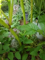 20230608_200010.webp
