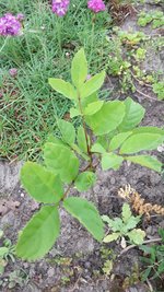 Baum1.jpg