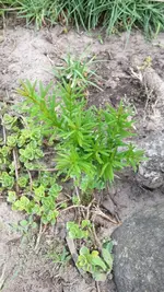 Baum2.webp