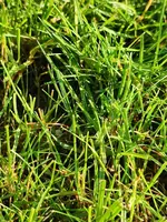 Rasen.webp