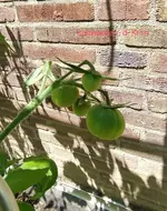 IMG_20230609_133323.webp