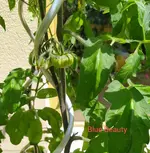 IMG_20230609_132510.webp