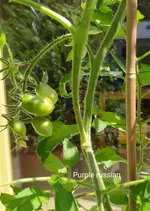 IMG_20230609_132638.webp