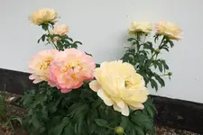Pfingstrose Sarah B¿ 20230602.webp