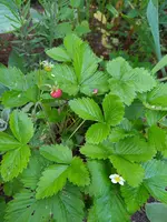 IMG_20230609_192606.webp