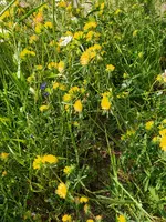 IMG_20230608_090559.webp