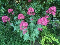 IMG_0982.JPG