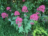 IMG_0982.JPG