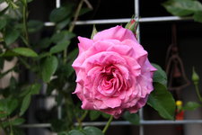 Rose Hl.Elisabeth   0623.JPG