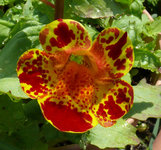 2023Mimulus1.jpg