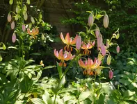 IMG_20230610_132527.webp