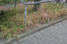Maüsegerste un Taube Trespse 20230609.jpg Maüsegerste un Taube Trespse 20230609.jpg