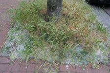 Mäusegerste in Baumscheibe 20230609.jpg Mäusegerste in Baumscheibe 20230609.jpg