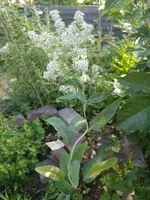 IMG_20230611_075903.webp
