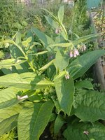 IMG_20230611_075755.jpg